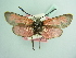  ( - BC ZSM Lep 93735_NGS)  @11 [ ] CreativeCommons - Attribution Non-Commercial Share-Alike (2016) SNSB, Staatliche Naturwissenschaftliche Sammlungen Bayerns ZSM (SNSB, Zoologische Staatssammlung Muenchen)