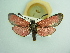  (Zygaena diaphana martirosensis - BC ZSM Lep 93736_NGS)  @11 [ ] CreativeCommons - Attribution Non-Commercial Share-Alike (2016) SNSB, Staatliche Naturwissenschaftliche Sammlungen Bayerns ZSM (SNSB, Zoologische Staatssammlung Muenchen)
