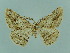  ( - BC ZSM Lep 93741_NGS)  @11 [ ] CreativeCommons - Attribution Non-Commercial Share-Alike (2016) SNSB, Staatliche Naturwissenschaftliche Sammlungen Bayerns ZSM (SNSB, Zoologische Staatssammlung Muenchen)