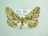  (Ekboarmia fascinataria - BC ZSM Lep 93760_NGS)  @14 [ ] CreativeCommons - Attribution Non-Commercial Share-Alike (2016) SNSB, Staatliche Naturwissenschaftliche Sammlungen Bayerns ZSM (SNSB, Zoologische Staatssammlung Muenchen)