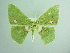  ( - BC ZSM Lep 93768_NGS)  @11 [ ] CreativeCommons - Attribution Non-Commercial Share-Alike (2016) SNSB, Staatliche Naturwissenschaftliche Sammlungen Bayerns ZSM (SNSB, Zoologische Staatssammlung Muenchen)
