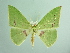  ( - BC ZSM Lep 93771_NGS)  @11 [ ] CreativeCommons - Attribution Non-Commercial Share-Alike (2016) SNSB, Staatliche Naturwissenschaftliche Sammlungen Bayerns ZSM (SNSB, Zoologische Staatssammlung Muenchen)