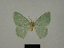  ( - BC ZSM Lep Types 00004)  @11 [ ] Axel Hausmann/Bavarian State Collection of Zoology (ZSM) (2016) Axel Hausmann/Bavarian State Collection of Zoology (ZSM) Bavarian State Collection of Zoology