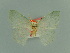  ( - BC ZSM Lep Types 00009)  @11 [ ] Axel Hausmann/Bavarian State Collection of Zoology (ZSM) (2016) Axel Hausmann/Bavarian State Collection of Zoology (ZSM) Bavarian State Collection of Zoology