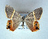  (Opisthoxia hybridataGM01 - BC ZSM Lep Types 00012)  @11 [ ] Axel Hausmann/Bavarian State Collection of Zoology (ZSM) (2016) Axel Hausmann/Bavarian State Collection of Zoology (ZSM) Bavarian State Collection of Zoology