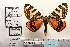  ( - BC ZSM Lep Types 00014)  @11 [ ] Axel Hausmann/Bavarian State Collection of Zoology (ZSM) (2016) Axel Hausmann/Bavarian State Collection of Zoology (ZSM) Bavarian State Collection of Zoology