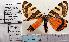  ( - BC ZSM Lep Types 00015)  @11 [ ] Axel Hausmann/Bavarian State Collection of Zoology (ZSM) (2016) Axel Hausmann/Bavarian State Collection of Zoology (ZSM) Bavarian State Collection of Zoology