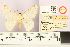  (Pingasa abyssinaria - BMNH E 1377474)  @11 [ ] NHM, London (2016) NHM, London NHM, London