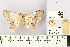  ( - BMNH E 1377477)  @13 [ ] NHM, London (2016) NHM, London NHM, London