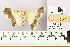  ( - BMNH E 1377477)  @13 [ ] NHM, London (2016) NHM, London NHM, London