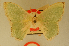  ( - BMNH E 1377490)  @11 [ ] Axel Hausmann/Bavarian State Collection of Zoology (ZSM) (2016) Axel Hausmann/Bavarian State Collection of Zoology (ZSM) Bavarian State Collection of Zoology