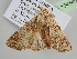  ( - BC ZSM Lep 104849)  @13 [ ] CreativeCommons - Attribution Non-Commercial Share-Alike (2019) SNSB, Staatliche Naturwissenschaftliche Sammlungen Bayerns ZSM (SNSB, Zoologische Staatssammlung Muenchen)