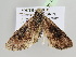  ( - BC ZSM Lep 104873)  @11 [ ] CreativeCommons - Attribution Non-Commercial Share-Alike (2019) SNSB, Staatliche Naturwissenschaftliche Sammlungen Bayerns ZSM (SNSB, Zoologische Staatssammlung Muenchen)