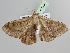  ( - BC ZSM Lep 104910)  @11 [ ] CreativeCommons - Attribution Non-Commercial Share-Alike (2019) SNSB, Staatliche Naturwissenschaftliche Sammlungen Bayerns ZSM (SNSB, Zoologische Staatssammlung Muenchen)