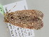  ( - BC ZSM Lep 104914)  @11 [ ] CreativeCommons - Attribution Non-Commercial Share-Alike (2019) SNSB, Staatliche Naturwissenschaftliche Sammlungen Bayerns ZSM (SNSB, Zoologische Staatssammlung Muenchen)