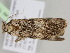 ( - BC ZSM Lep 104918)  @11 [ ] CreativeCommons - Attribution Non-Commercial Share-Alike (2019) SNSB, Staatliche Naturwissenschaftliche Sammlungen Bayerns ZSM (SNSB, Zoologische Staatssammlung Muenchen)