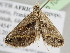  ( - BC ZSM Lep 104930)  @12 [ ] CreativeCommons - Attribution Non-Commercial Share-Alike (2019) SNSB, Staatliche Naturwissenschaftliche Sammlungen Bayerns ZSM (SNSB, Zoologische Staatssammlung Muenchen)