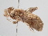  ( - BC ZSM Lep 104959)  @11 [ ] CreativeCommons - Attribution Non-Commercial Share-Alike (2019) SNSB, Staatliche Naturwissenschaftliche Sammlungen Bayerns ZSM (SNSB, Zoologische Staatssammlung Muenchen)