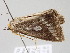  ( - BC ZSM Lep 104961)  @12 [ ] CreativeCommons - Attribution Non-Commercial Share-Alike (2019) SNSB, Staatliche Naturwissenschaftliche Sammlungen Bayerns ZSM (SNSB, Zoologische Staatssammlung Muenchen)