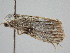  ( - BC ZSM Lep 104970)  @11 [ ] CreativeCommons - Attribution Non-Commercial Share-Alike (2019) SNSB, Staatliche Naturwissenschaftliche Sammlungen Bayerns ZSM (SNSB, Zoologische Staatssammlung Muenchen)