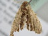  ( - BC ZSM Lep 105018)  @12 [ ] CreativeCommons - Attribution Non-Commercial Share-Alike (2019) SNSB, Staatliche Naturwissenschaftliche Sammlungen Bayerns ZSM (SNSB, Zoologische Staatssammlung Muenchen)