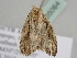 ( - BC ZSM Lep 105064)  @11 [ ] CreativeCommons - Attribution Non-Commercial Share-Alike (2019) SNSB, Staatliche Naturwissenschaftliche Sammlungen Bayerns ZSM (SNSB, Zoologische Staatssammlung Muenchen)