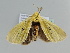  (Antheua tricolor - BC ZSM Lep 105114)  @11 [ ] CreativeCommons - Attribution Non-Commercial Share-Alike (2019) SNSB, Staatliche Naturwissenschaftliche Sammlungen Bayerns ZSM (SNSB, Zoologische Staatssammlung Muenchen)