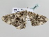  ( - BC ZSM Lep 105349)  @11 [ ] CreativeCommons - Attribution Non-Commercial Share-Alike (2019) SNSB, Staatliche Naturwissenschaftliche Sammlungen Bayerns ZSM (SNSB, Zoologische Staatssammlung Muenchen)