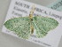  ( - BC ZSM Lep 105386)  @11 [ ] CreativeCommons - Attribution Non-Commercial Share-Alike (2019) SNSB, Staatliche Naturwissenschaftliche Sammlungen Bayerns ZSM (SNSB, Zoologische Staatssammlung Muenchen)