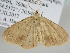  ( - BC ZSM Lep 105389)  @12 [ ] CreativeCommons - Attribution Non-Commercial Share-Alike (2019) SNSB, Staatliche Naturwissenschaftliche Sammlungen Bayerns ZSM (SNSB, Zoologische Staatssammlung Muenchen)