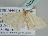  ( - BC ZSM Lep 105390)  @12 [ ] CreativeCommons - Attribution Non-Commercial Share-Alike (2019) SNSB, Staatliche Naturwissenschaftliche Sammlungen Bayerns ZSM (SNSB, Zoologische Staatssammlung Muenchen)