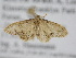  ( - BC ZSM Lep 105391)  @11 [ ] CreativeCommons - Attribution Non-Commercial Share-Alike (2019) SNSB, Staatliche Naturwissenschaftliche Sammlungen Bayerns ZSM (SNSB, Zoologische Staatssammlung Muenchen)