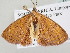  ( - BC ZSM Lep 105396)  @11 [ ] CreativeCommons - Attribution Non-Commercial Share-Alike (2019) SNSB, Staatliche Naturwissenschaftliche Sammlungen Bayerns ZSM (SNSB, Zoologische Staatssammlung Muenchen)