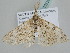  ( - BC ZSM Lep 105398)  @13 [ ] CreativeCommons - Attribution Non-Commercial Share-Alike (2019) SNSB, Staatliche Naturwissenschaftliche Sammlungen Bayerns ZSM (SNSB, Zoologische Staatssammlung Muenchen)