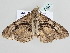  ( - BC ZSM Lep 105409)  @11 [ ] CreativeCommons - Attribution Non-Commercial Share-Alike (2019) SNSB, Staatliche Naturwissenschaftliche Sammlungen Bayerns ZSM (SNSB, Zoologische Staatssammlung Muenchen)