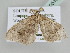  ( - BC ZSM Lep 105424)  @11 [ ] CreativeCommons - Attribution Non-Commercial Share-Alike (2019) SNSB, Staatliche Naturwissenschaftliche Sammlungen Bayerns ZSM (SNSB, Zoologische Staatssammlung Muenchen)