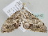  ( - BC ZSM Lep 105442)  @11 [ ] CreativeCommons - Attribution Non-Commercial Share-Alike (2019) SNSB, Staatliche Naturwissenschaftliche Sammlungen Bayerns ZSM (SNSB, Zoologische Staatssammlung Muenchen)