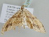  ( - BC ZSM Lep 105443)  @11 [ ] CreativeCommons - Attribution Non-Commercial Share-Alike (2019) SNSB, Staatliche Naturwissenschaftliche Sammlungen Bayerns ZSM (SNSB, Zoologische Staatssammlung Muenchen)