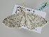  ( - BC ZSM Lep 105462)  @11 [ ] CreativeCommons - Attribution Non-Commercial Share-Alike (2019) SNSB, Staatliche Naturwissenschaftliche Sammlungen Bayerns ZSM (SNSB, Zoologische Staatssammlung Muenchen)