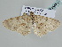  ( - BC ZSM Lep 105478)  @11 [ ] CreativeCommons - Attribution Non-Commercial Share-Alike (2019) SNSB, Staatliche Naturwissenschaftliche Sammlungen Bayerns ZSM (SNSB, Zoologische Staatssammlung Muenchen)