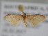  ( - BC ZSM Lep 105501)  @11 [ ] CreativeCommons - Attribution Non-Commercial Share-Alike (2019) SNSB, Staatliche Naturwissenschaftliche Sammlungen Bayerns ZSM (SNSB, Zoologische Staatssammlung Muenchen)