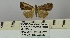  ( - BC ZSM Lep 106415)  @11 [ ] CreativeCommons - Attribution Non-Commercial Share-Alike (2019) SNSB, Staatliche Naturwissenschaftliche Sammlungen Bayerns ZSM (SNSB, Zoologische Staatssammlung Muenchen)
