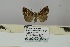  ( - BC ZSM Lep 106496)  @11 [ ] CreativeCommons - Attribution Non-Commercial Share-Alike (2019) SNSB, Staatliche Naturwissenschaftliche Sammlungen Bayerns ZSM (SNSB, Zoologische Staatssammlung Muenchen)