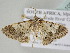  ( - BC ZSM Lep 105514)  @11 [ ] CreativeCommons - Attribution Non-Commercial Share-Alike (2019) SNSB, Staatliche Naturwissenschaftliche Sammlungen Bayerns ZSM (SNSB, Zoologische Staatssammlung Muenchen)