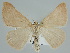  (Palaeaspilates carnea - BC ZSM Lep 105550)  @14 [ ] CreativeCommons - Attribution Non-Commercial Share-Alike (2019) SNSB, Staatliche Naturwissenschaftliche Sammlungen Bayerns ZSM (SNSB, Zoologische Staatssammlung Muenchen)