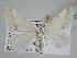  (Scopula picta - BC ZSM Lep 105551)  @14 [ ] CreativeCommons - Attribution Non-Commercial Share-Alike (2019) SNSB, Staatliche Naturwissenschaftliche Sammlungen Bayerns ZSM (SNSB, Zoologische Staatssammlung Muenchen)