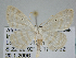  ( - BC ZSM Lep 105552)  @11 [ ] CreativeCommons - Attribution Non-Commercial Share-Alike (2019) SNSB, Staatliche Naturwissenschaftliche Sammlungen Bayerns ZSM (SNSB, Zoologische Staatssammlung Muenchen)
