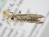  ( - BC ZSM Lep 105607)  @11 [ ] CreativeCommons - Attribution Non-Commercial Share-Alike (2019) SNSB, Staatliche Naturwissenschaftliche Sammlungen Bayerns ZSM (SNSB, Zoologische Staatssammlung Muenchen)