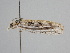  ( - BC ZSM Lep 105622)  @11 [ ] CreativeCommons - Attribution Non-Commercial Share-Alike (2019) SNSB, Staatliche Naturwissenschaftliche Sammlungen Bayerns ZSM (SNSB, Zoologische Staatssammlung Muenchen)