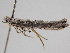  ( - BC ZSM Lep 105664)  @11 [ ] CreativeCommons - Attribution Non-Commercial Share-Alike (2019) SNSB, Staatliche Naturwissenschaftliche Sammlungen Bayerns ZSM (SNSB, Zoologische Staatssammlung Muenchen)